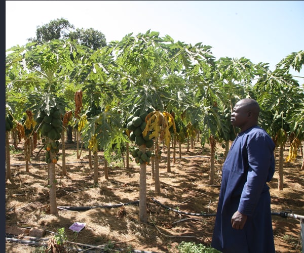 Plantation de papayers financée par un crédit agricole
